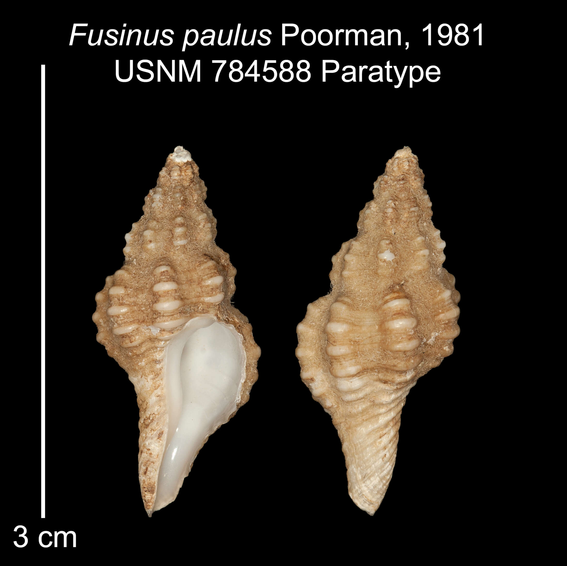 Image of Fusinus paulus Poorman 1981