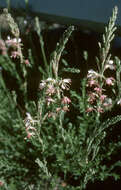 Oenothera suffrutescens (Ser.) W. L. Wagner & Hoch resmi