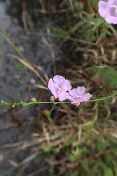 Image of purple false foxglove