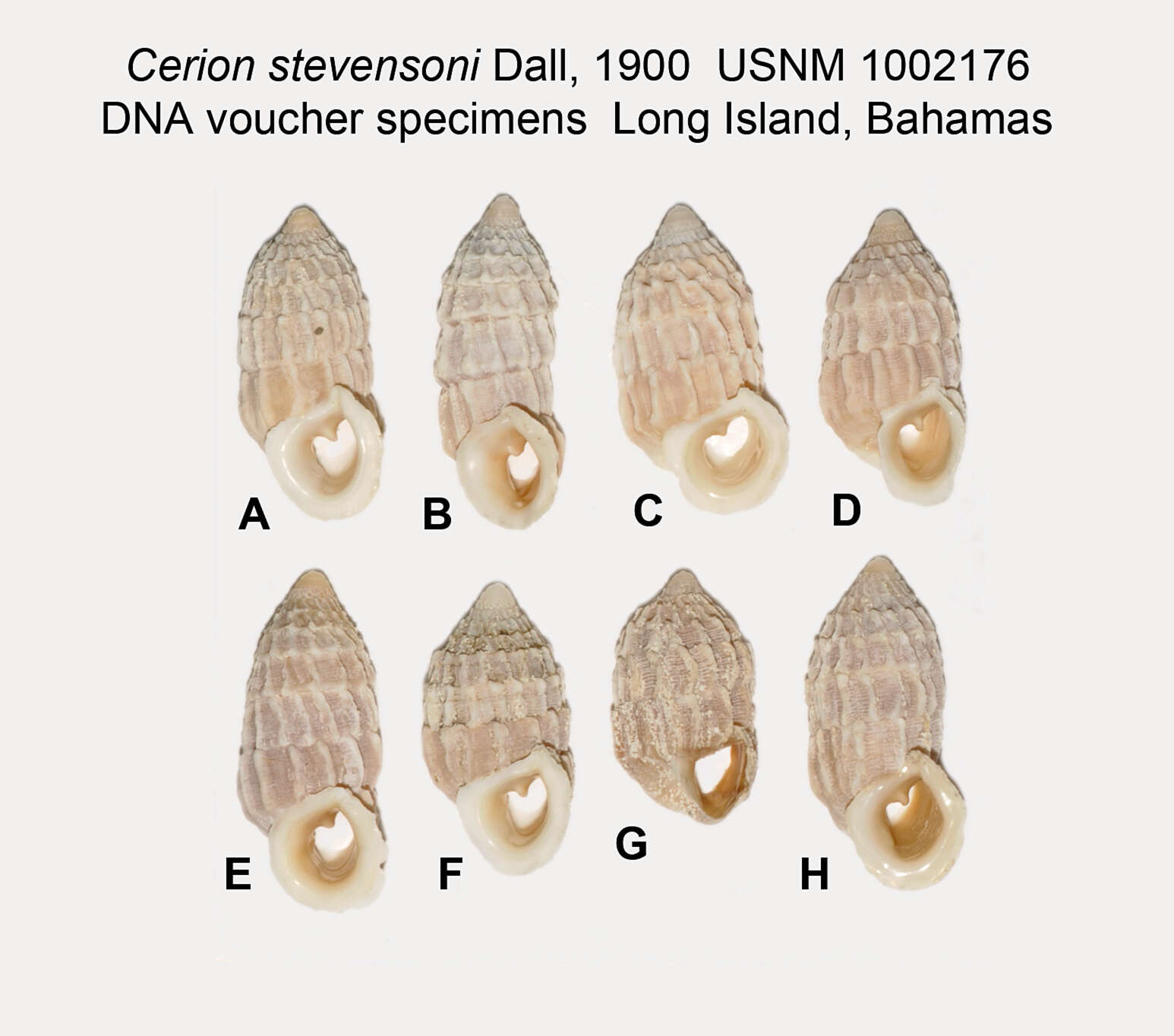 Image of <i>Cerion stevensoni</i>