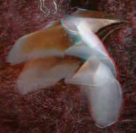 Image of Coffee bean scaled squid