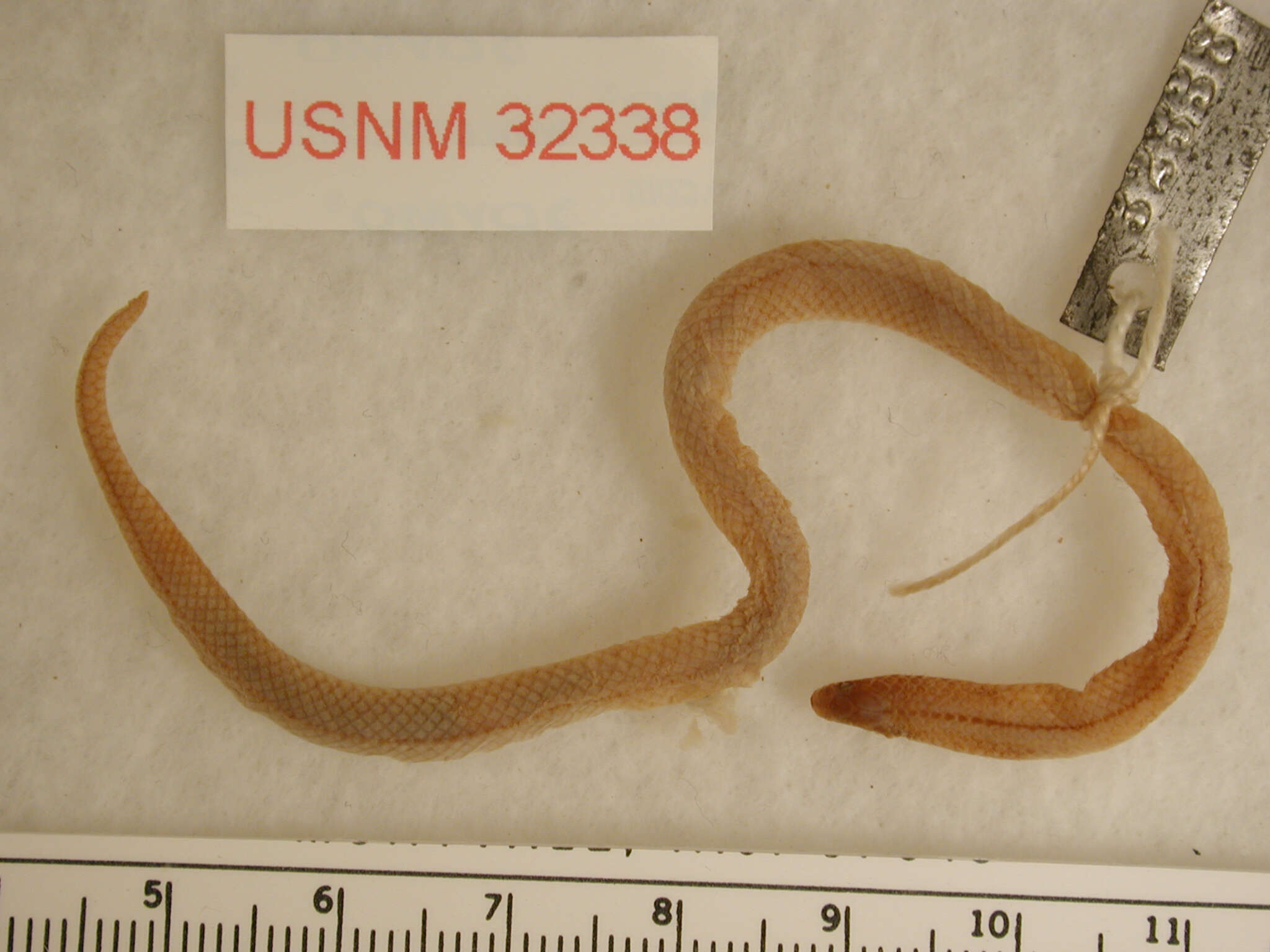 صورة Tantilla vermiformis (Hallowell 1861)