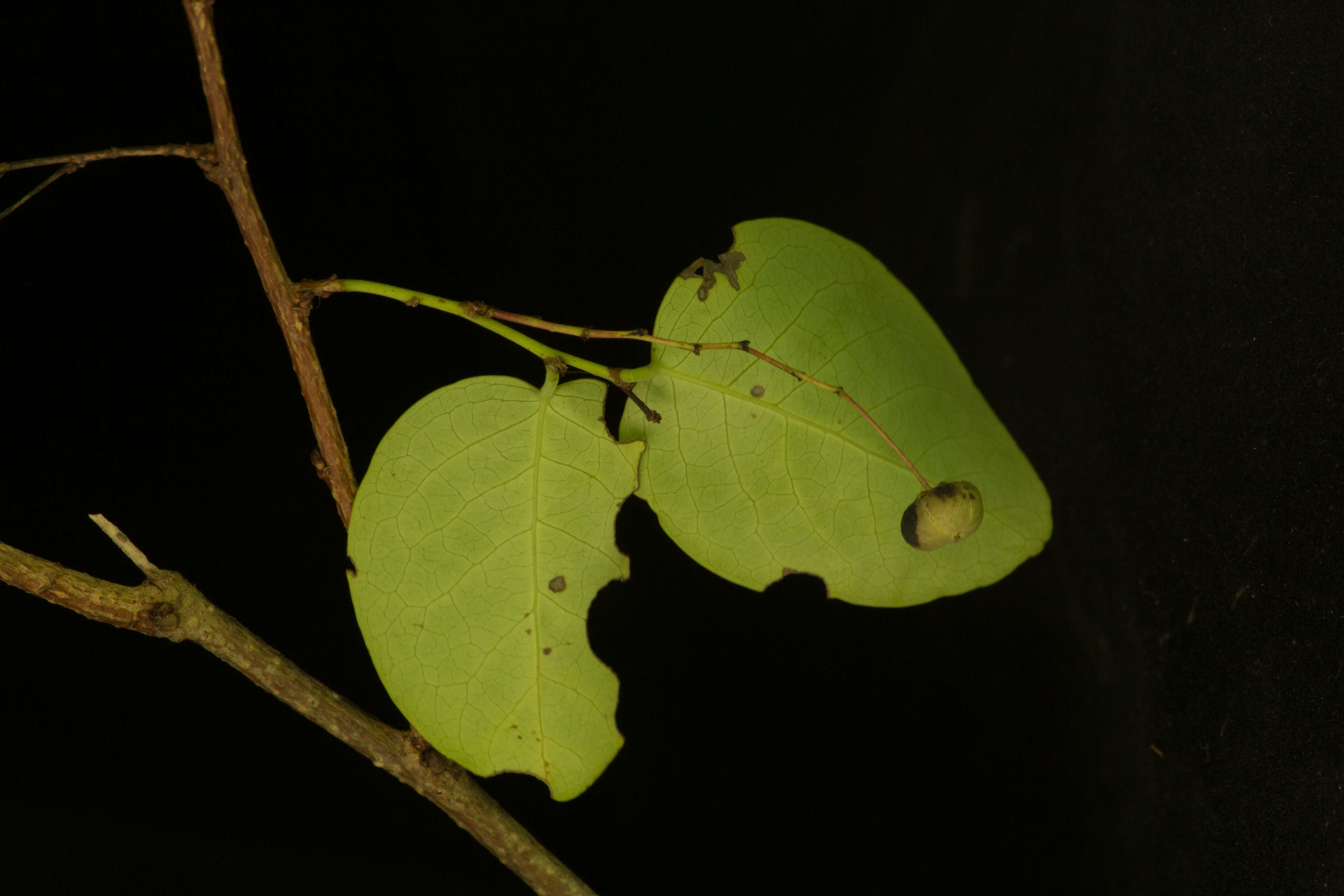 Слика од <i>Phyllanthus mocinianus</i>