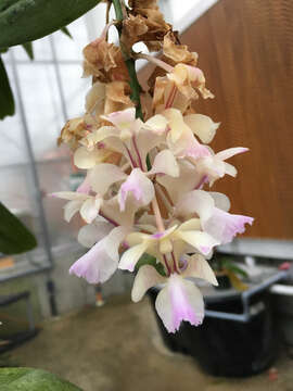 Image of Aerides falcata Lindl. & Paxton