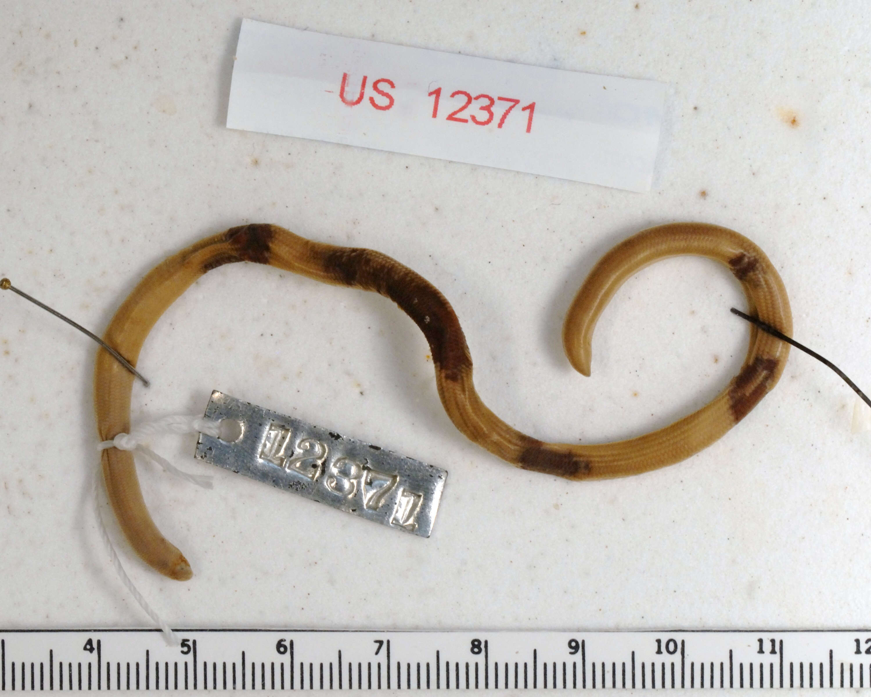 Image of Island Worm Snake