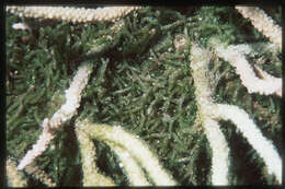 Image of Codium edule