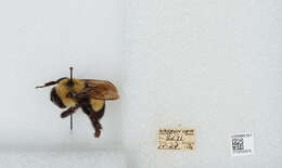 Слика од Bombus affinis Cresson 1864