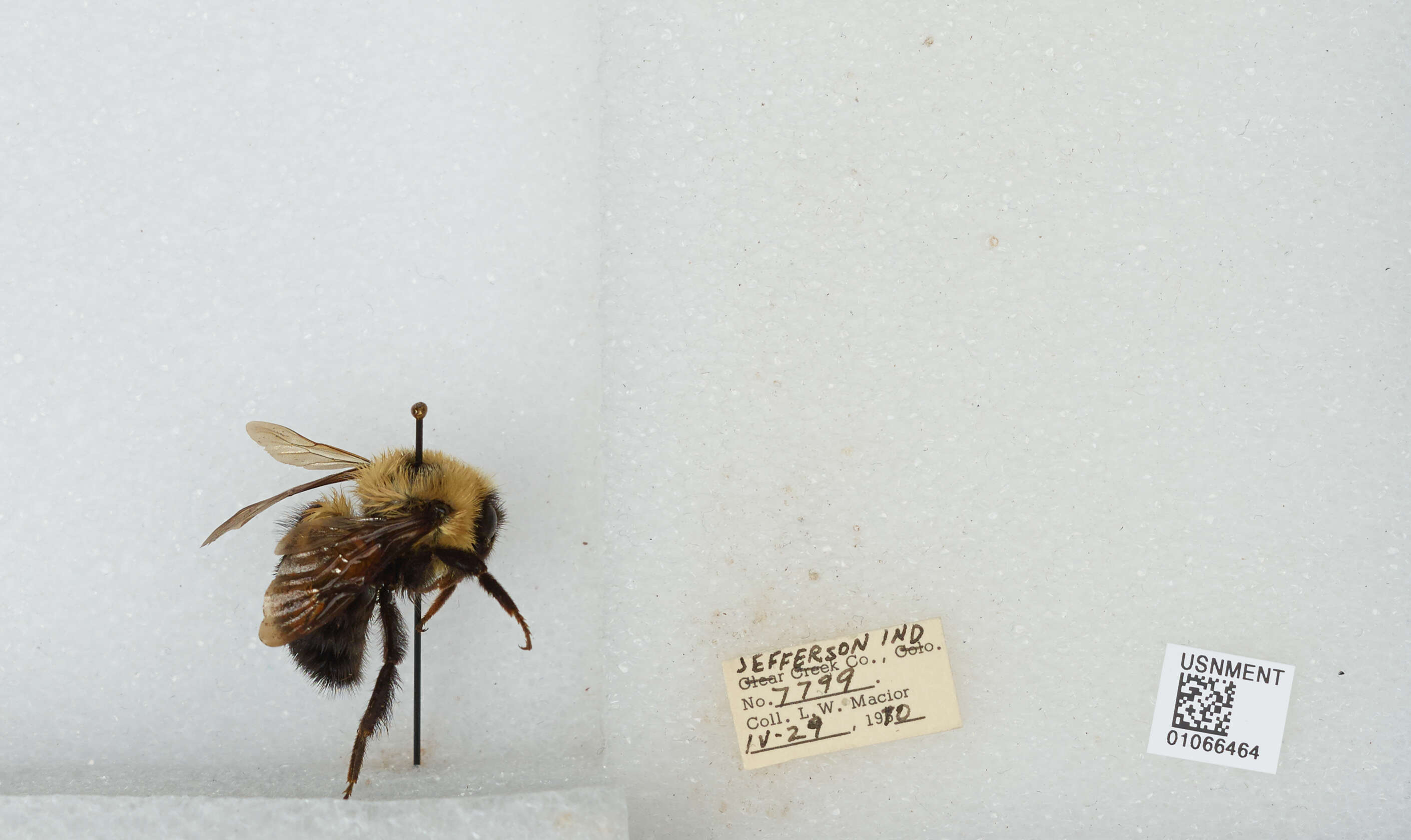 صورة Bombus bimaculatus Cresson 1864