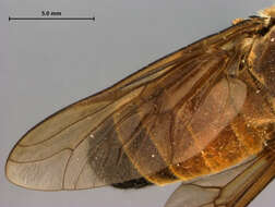 صورة Tabanus annamensis Philip 1960