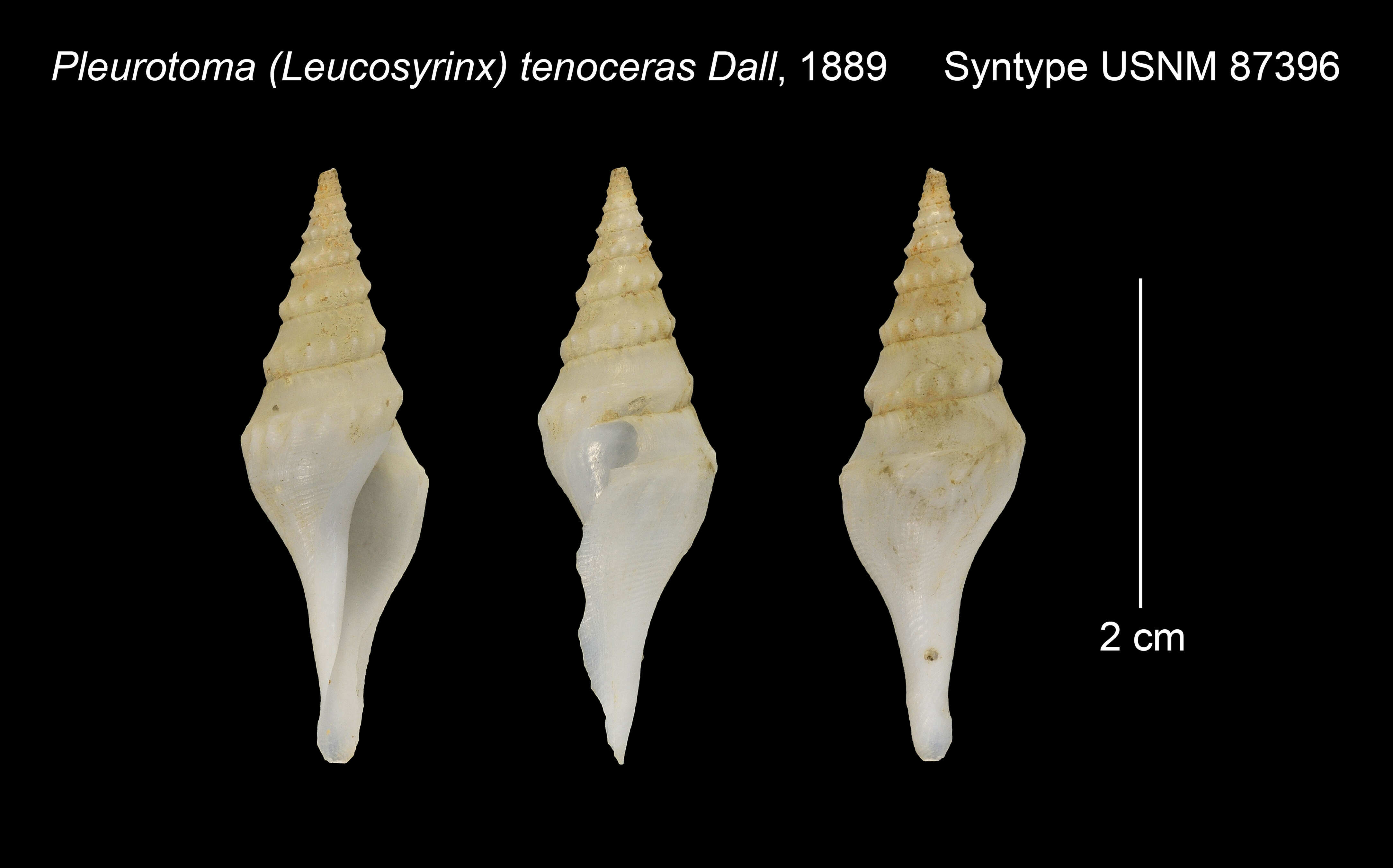 Image of Pleurotoma tenoceras Dall 1889