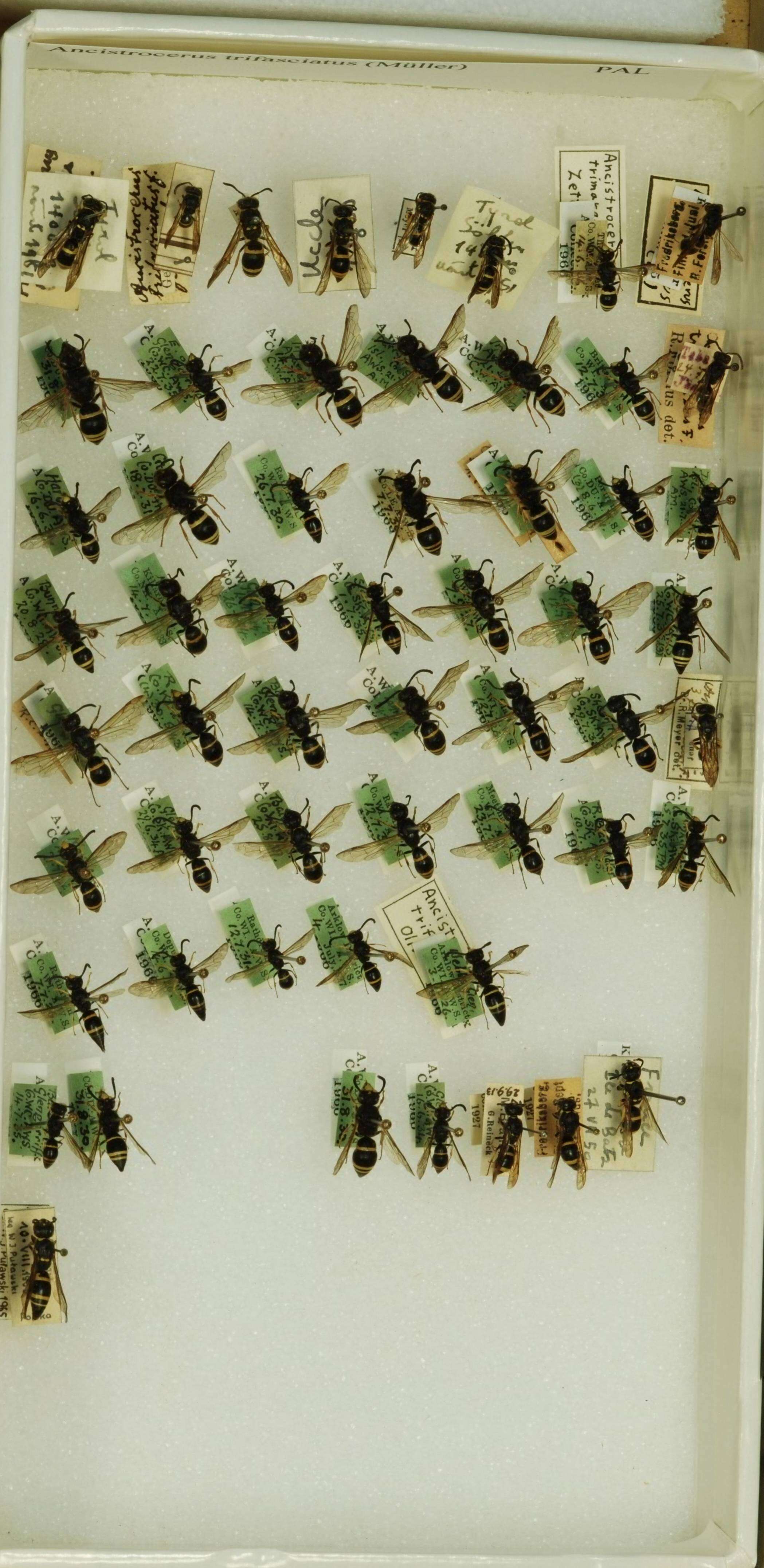 Sivun <i>Ancistrocerus <i>trifasciatus</i></i> trifasciatus kuva