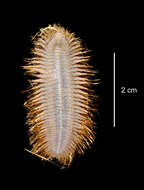 Image of aphroditid scaleworms