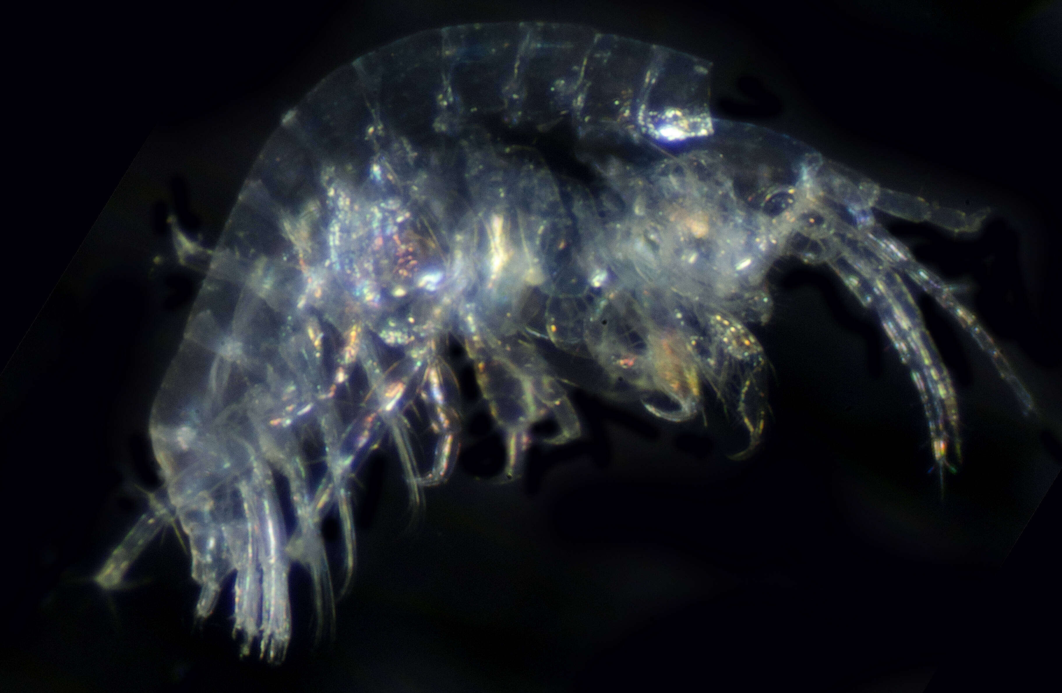 Image of Microprotopus raneyi Wigley 1966