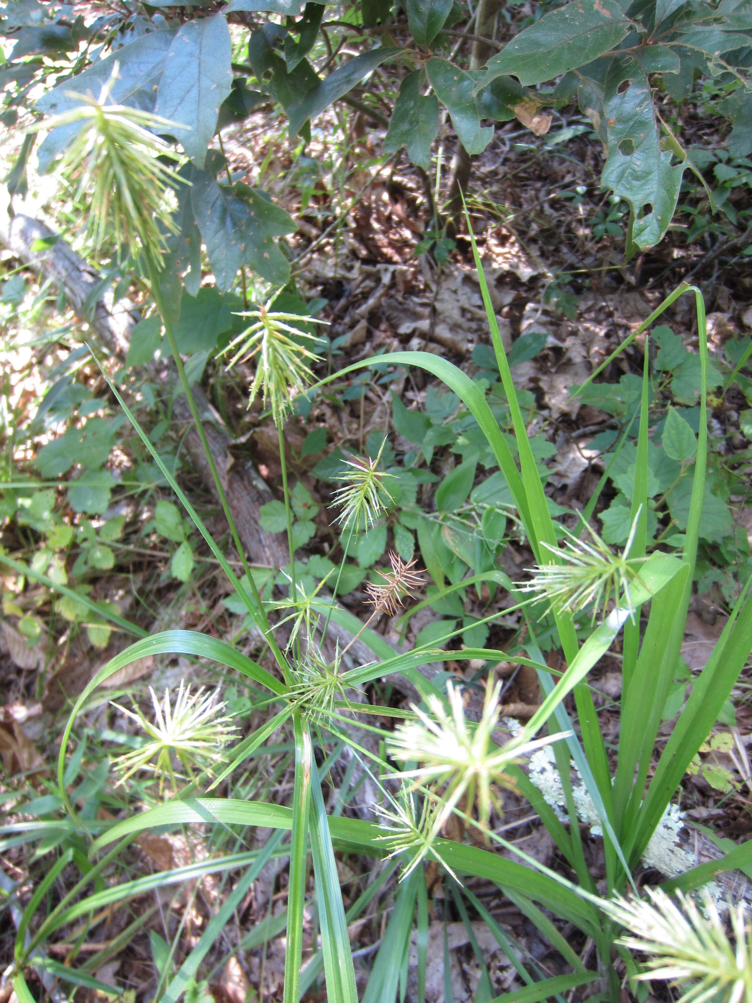 Image of Rough Flat Sedge