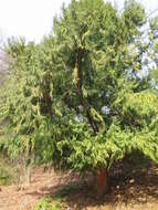 Image of Taiwan cedars