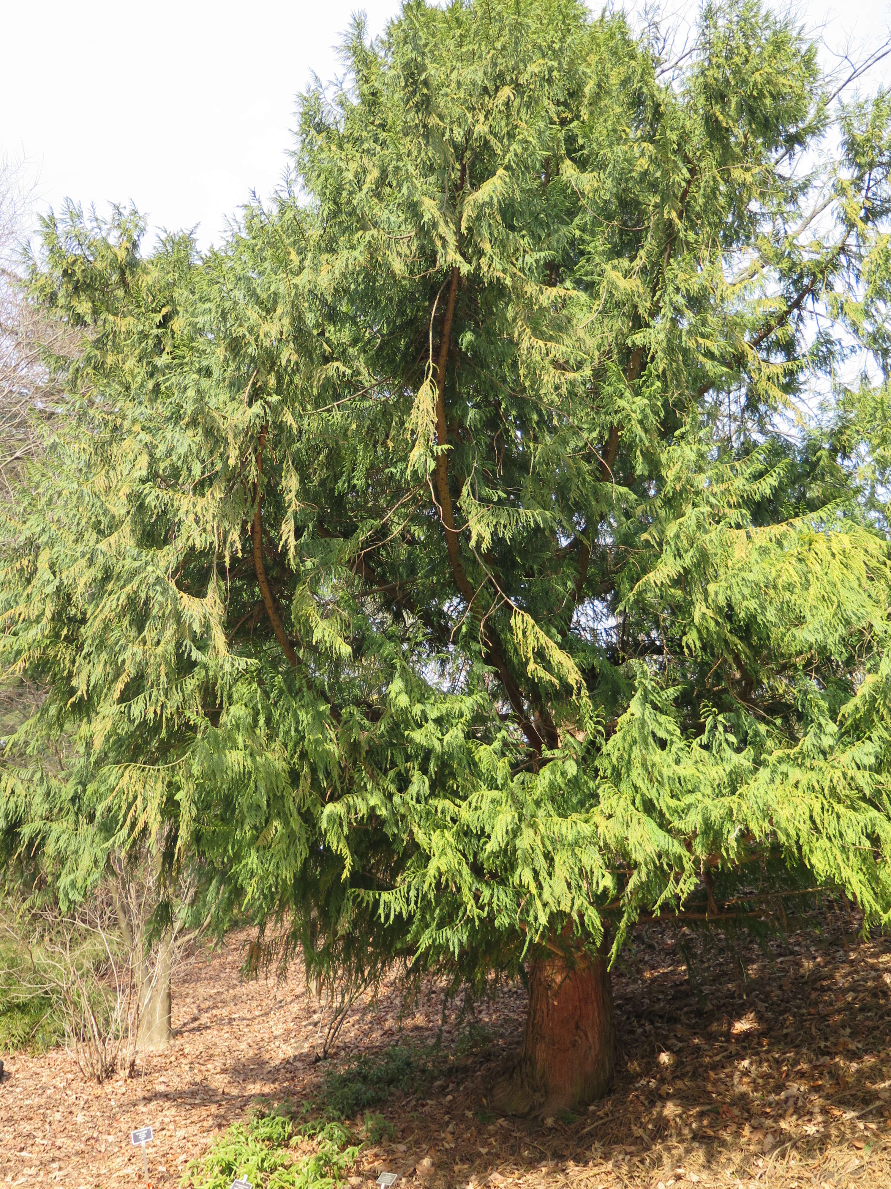 Image of Taiwan cedars