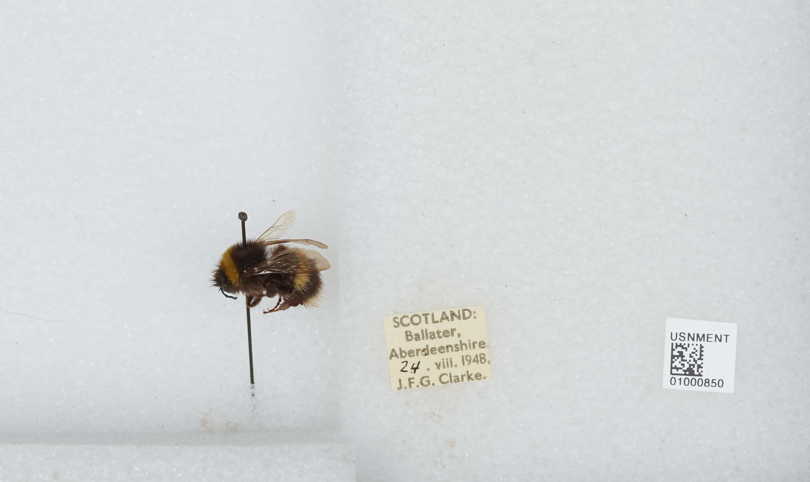 Image of White-tailed bumblebee