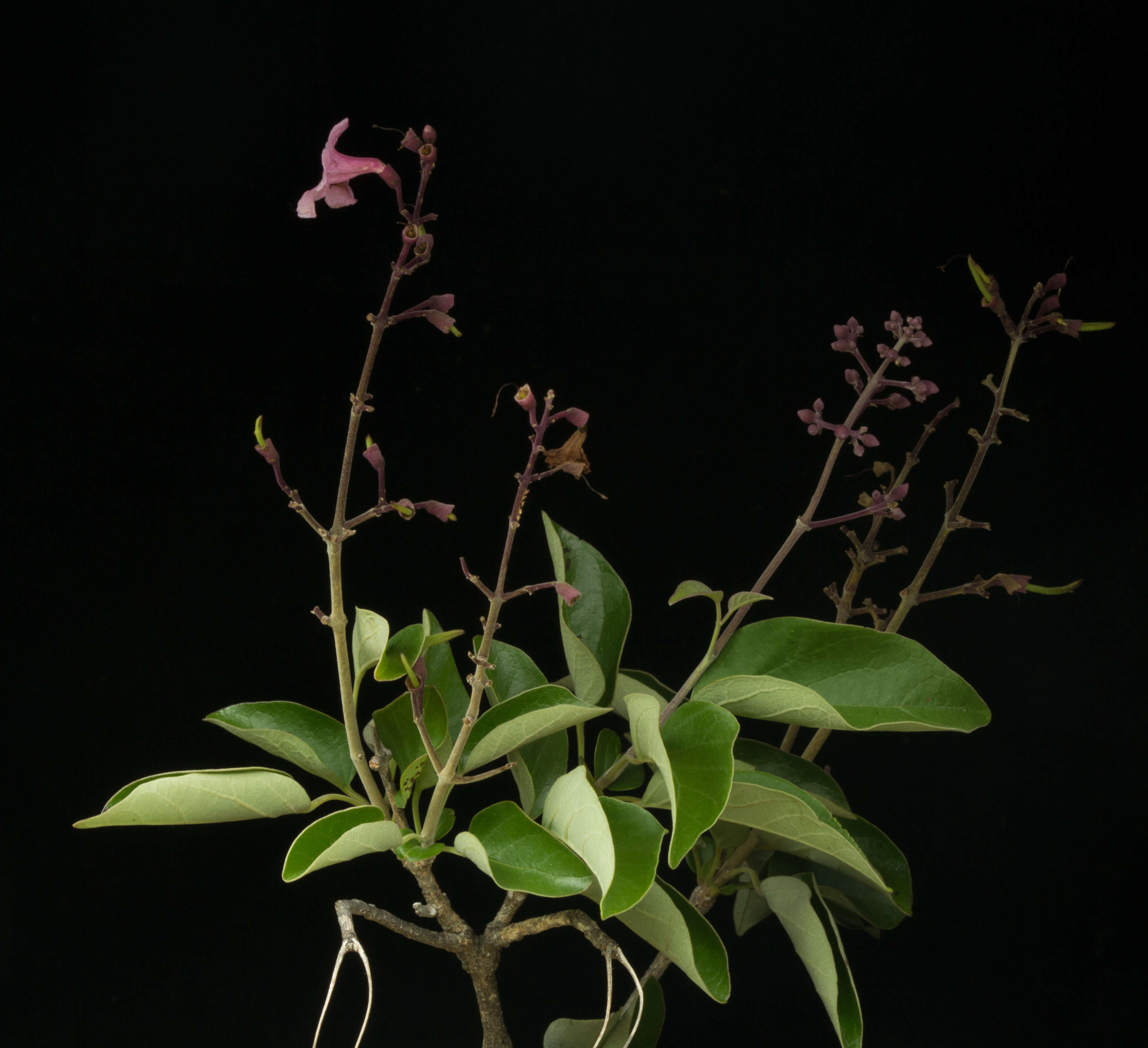 Image of Fridericia pubescens (L.) L. G. Lohmann