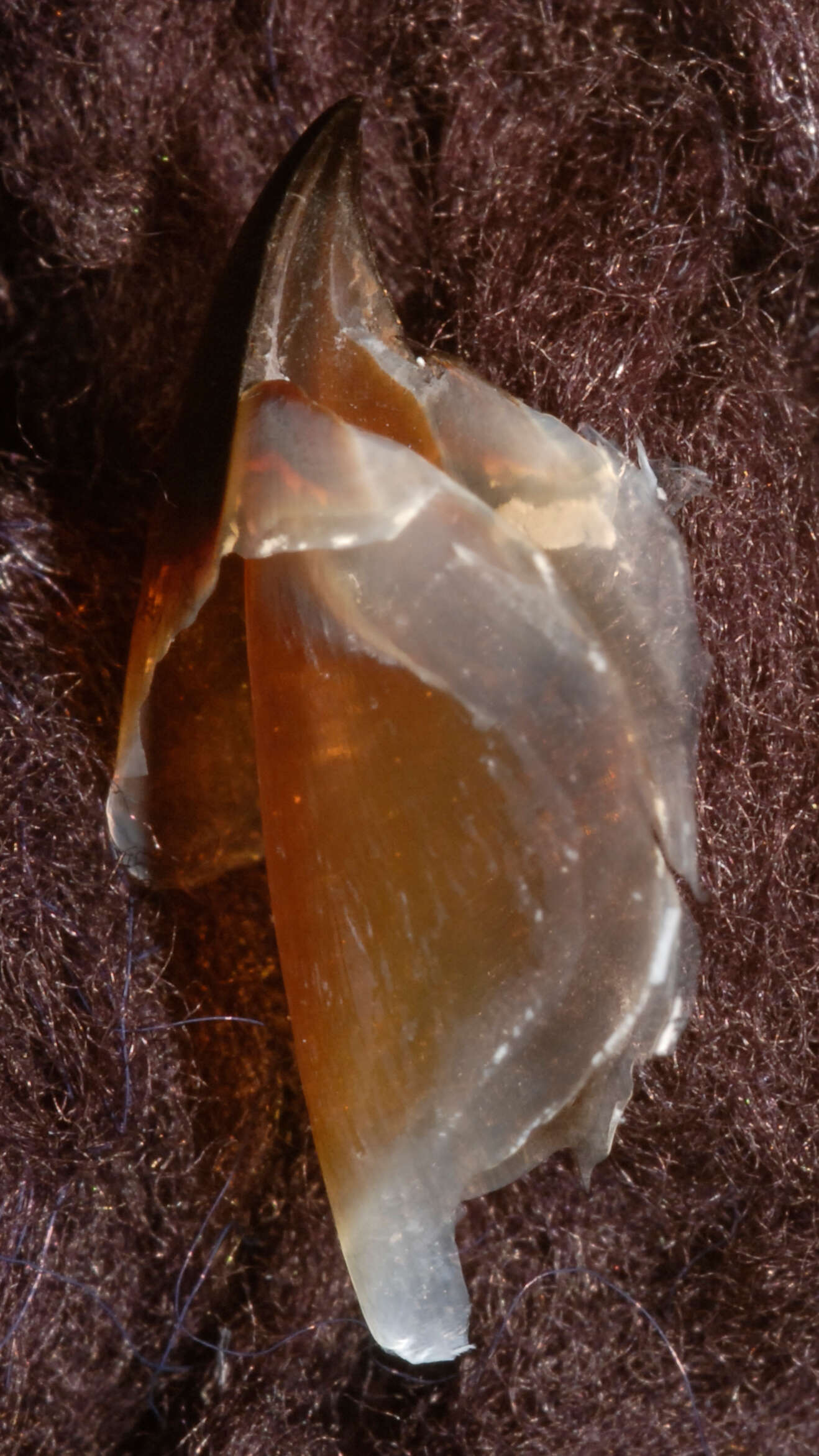 Image of Coffee bean scaled squid