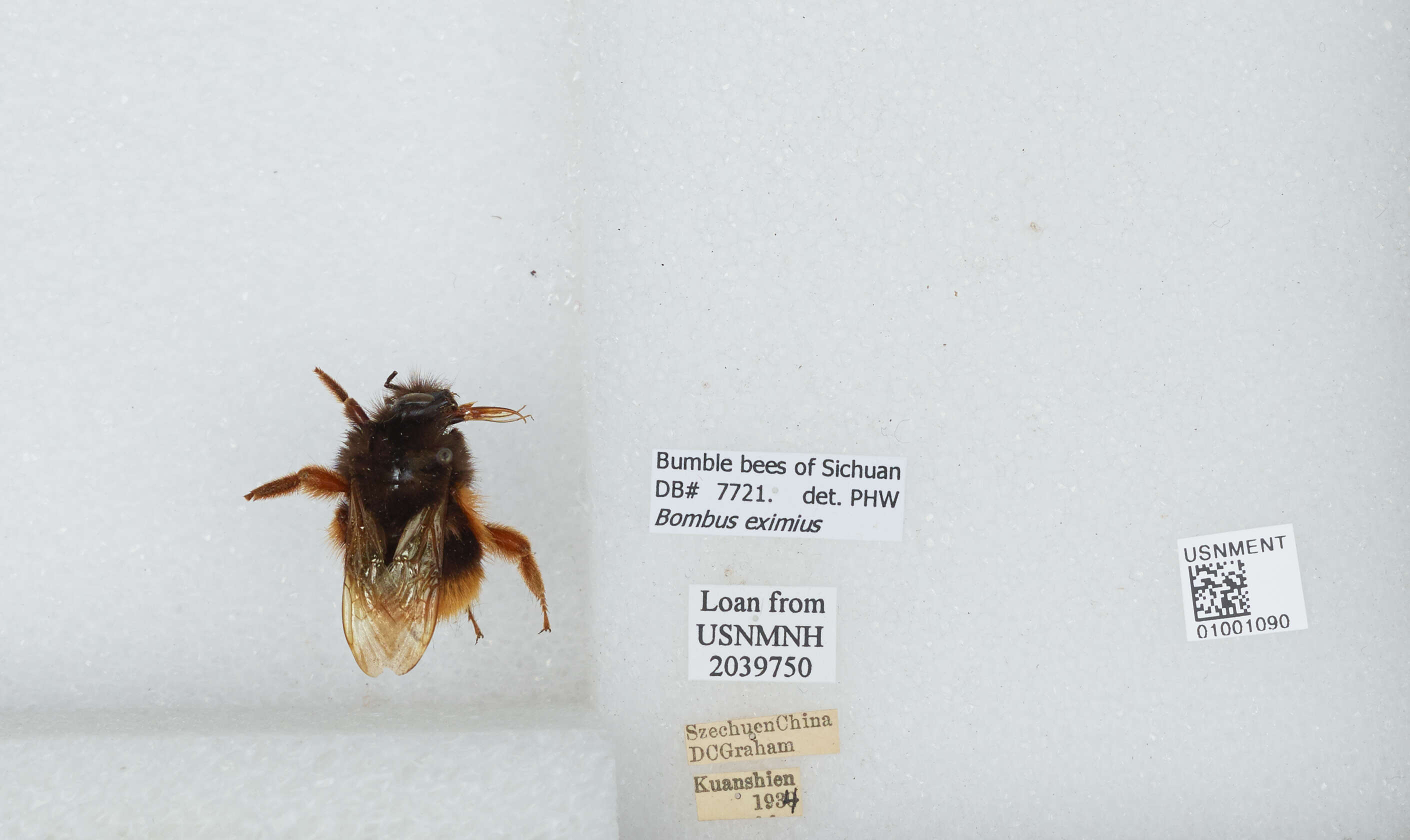 Слика од Bombus eximius Smith 1852