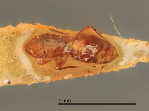 Image of Cirrospilus fuscipennis (Girault 1916)