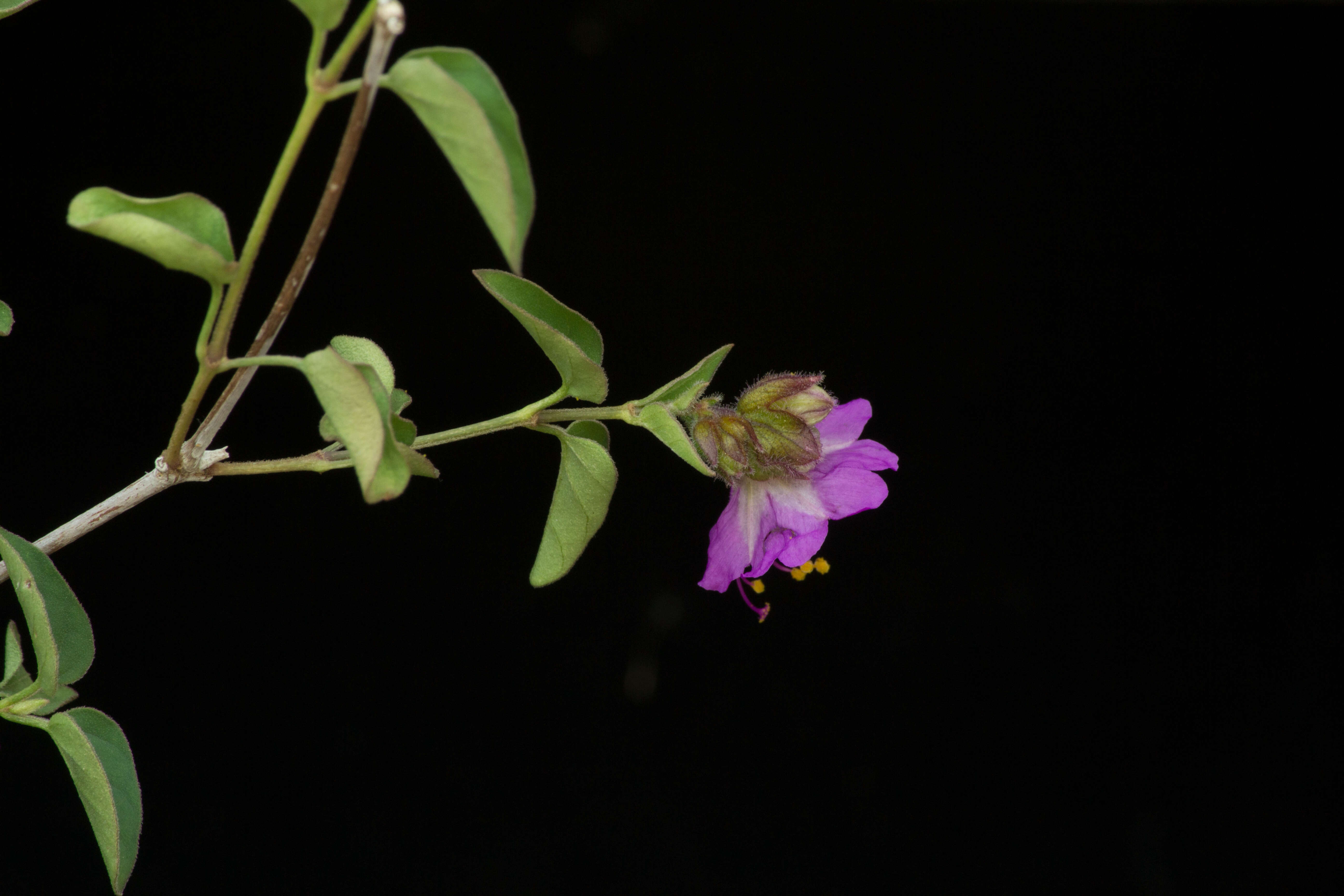 Image of Mirabilis suffruticosa (Standl.) Standl.