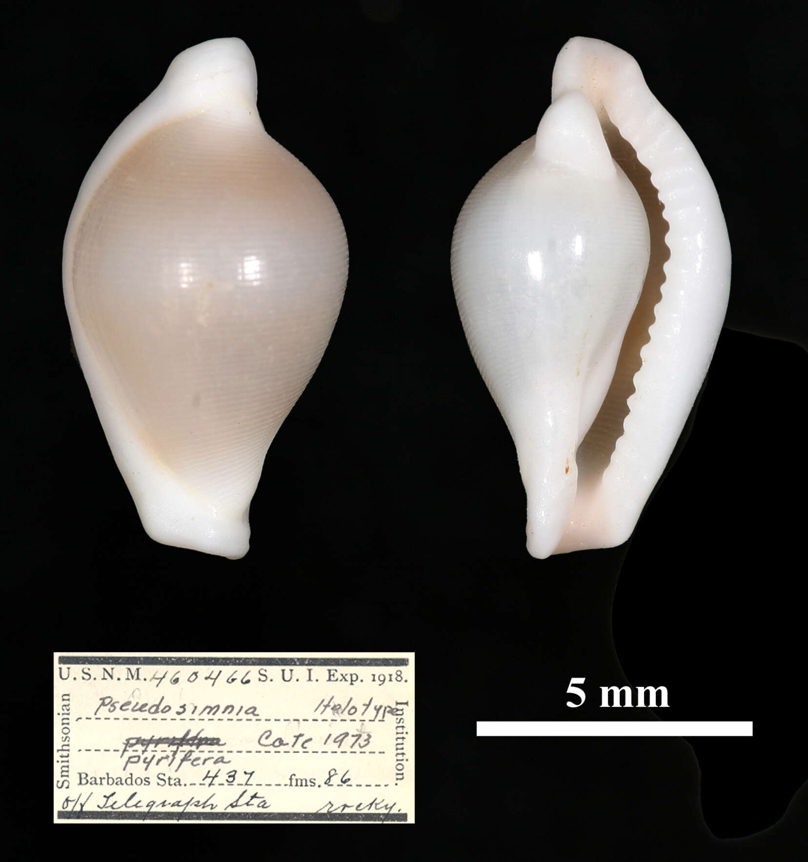 Image of Pseudosimnia pyrifera C. N. Cate 1973