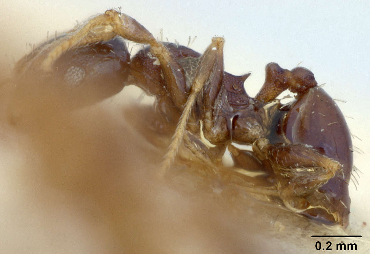 Image of Pheidole metallescens splendidula Wheeler 1908