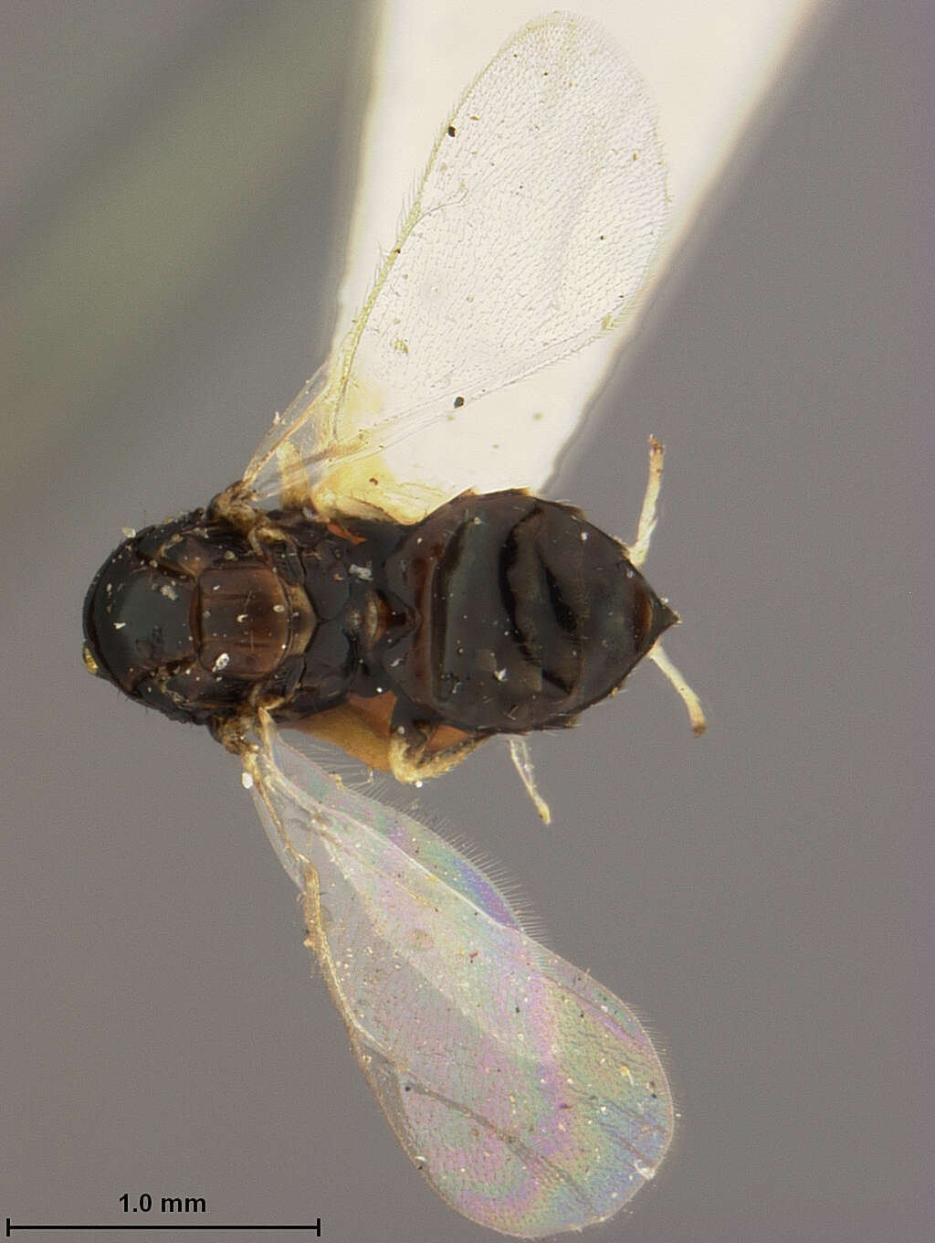 Слика од Tetrastichoides