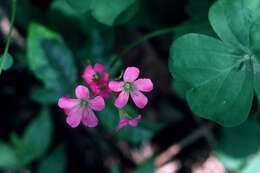 Image of pink woodsorrel