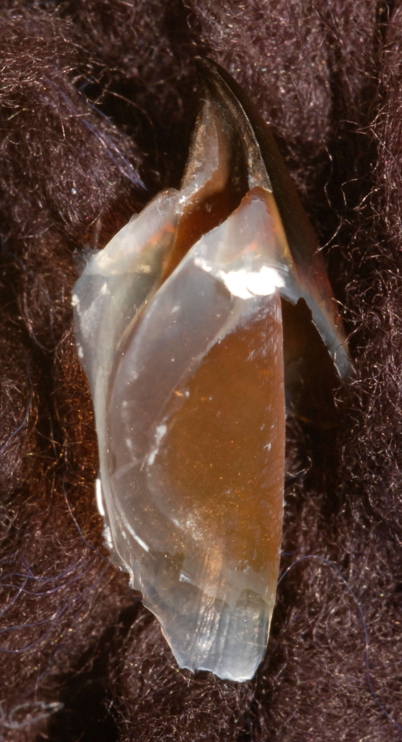 Image of Coffee bean scaled squid