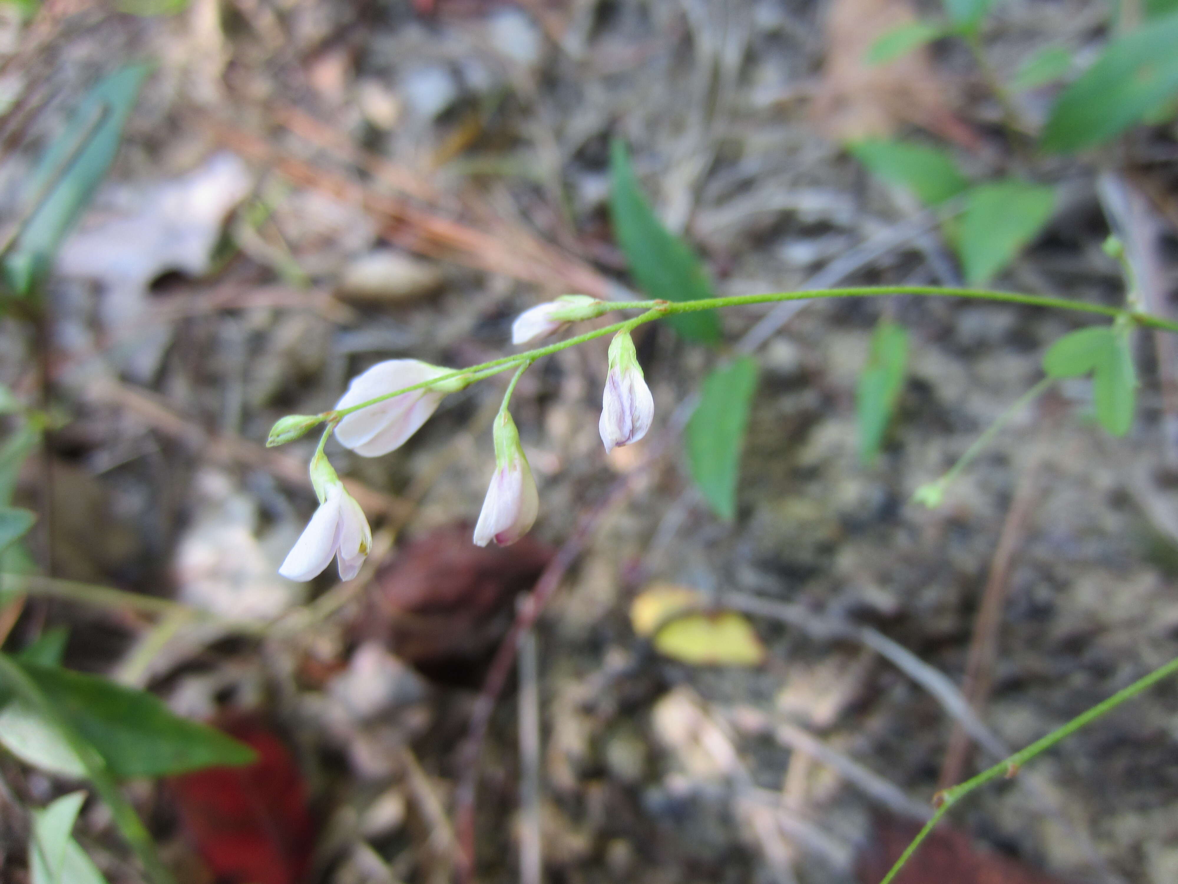 Image de Lespedeza repens (L.) W. P. C. Barton