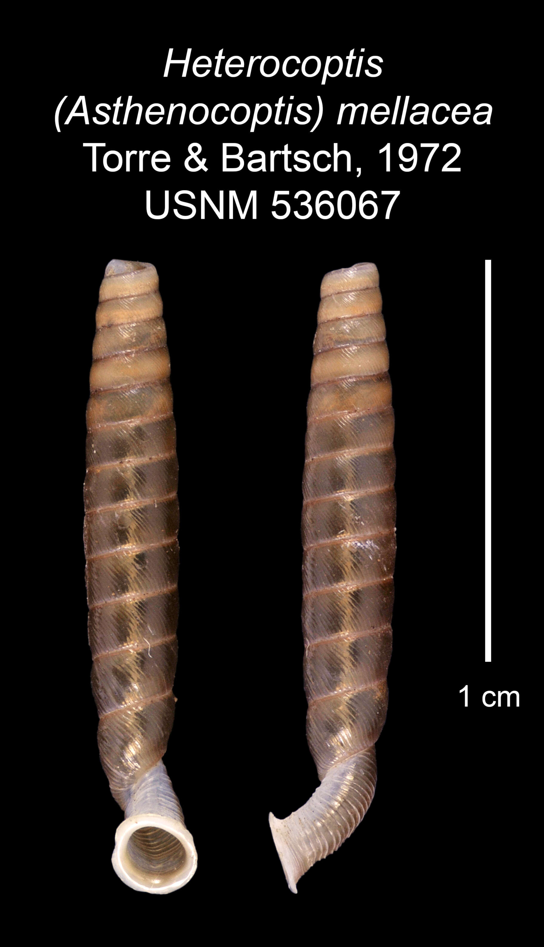 Imagem de Heterocoptis mellacea C. de la Torre & Bartsch 1972