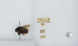 Image of Bombus ignitus Smith 1869