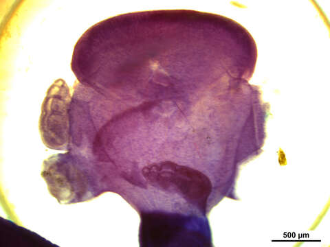 Image of Echeneibothrium megalosoma Carvajal & Dailey 1975