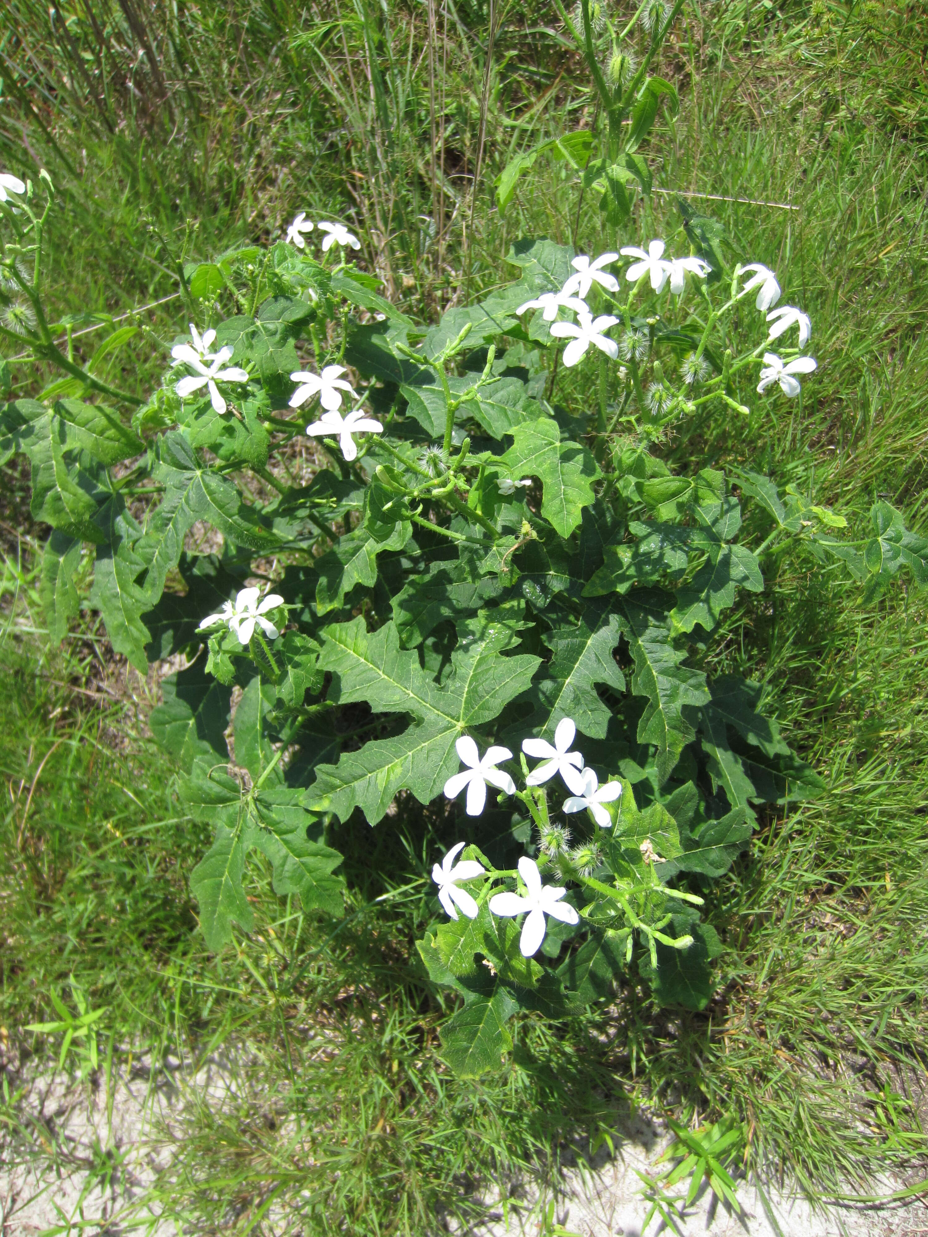 Imagem de Cnidoscolus urens var. stimulosus (Michx.) Govaerts