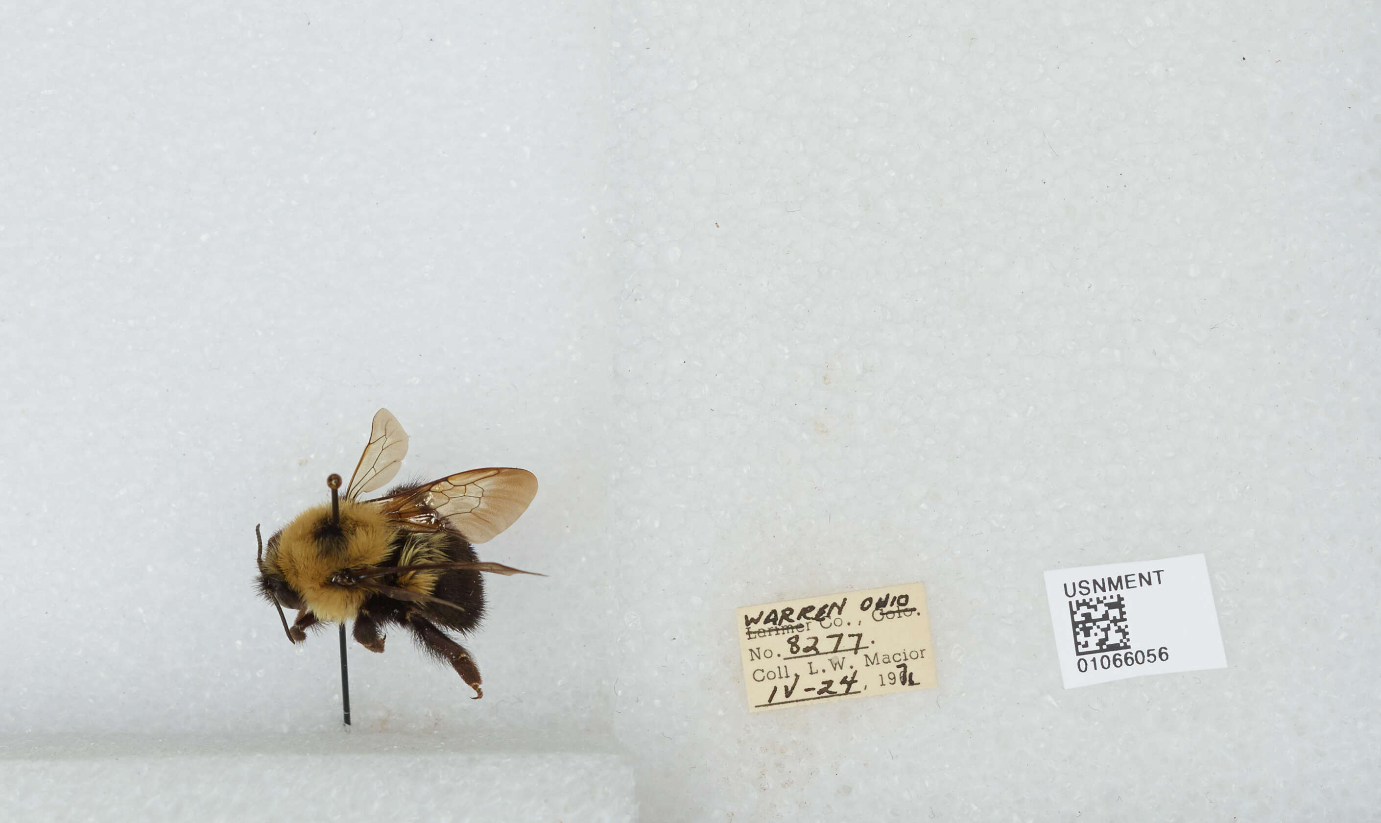 صورة Bombus bimaculatus Cresson 1864