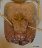 Image of Camponotus elysii Mann 1919