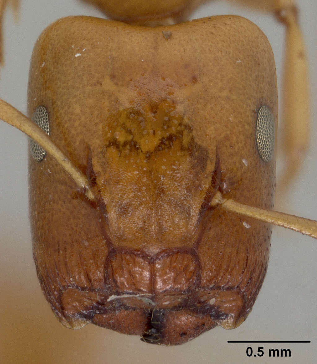 Image of Camponotus elysii Mann 1919