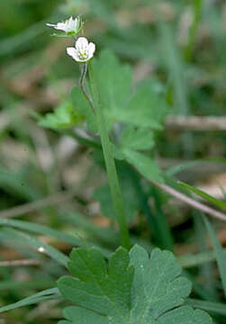 Image of Australasian geranium