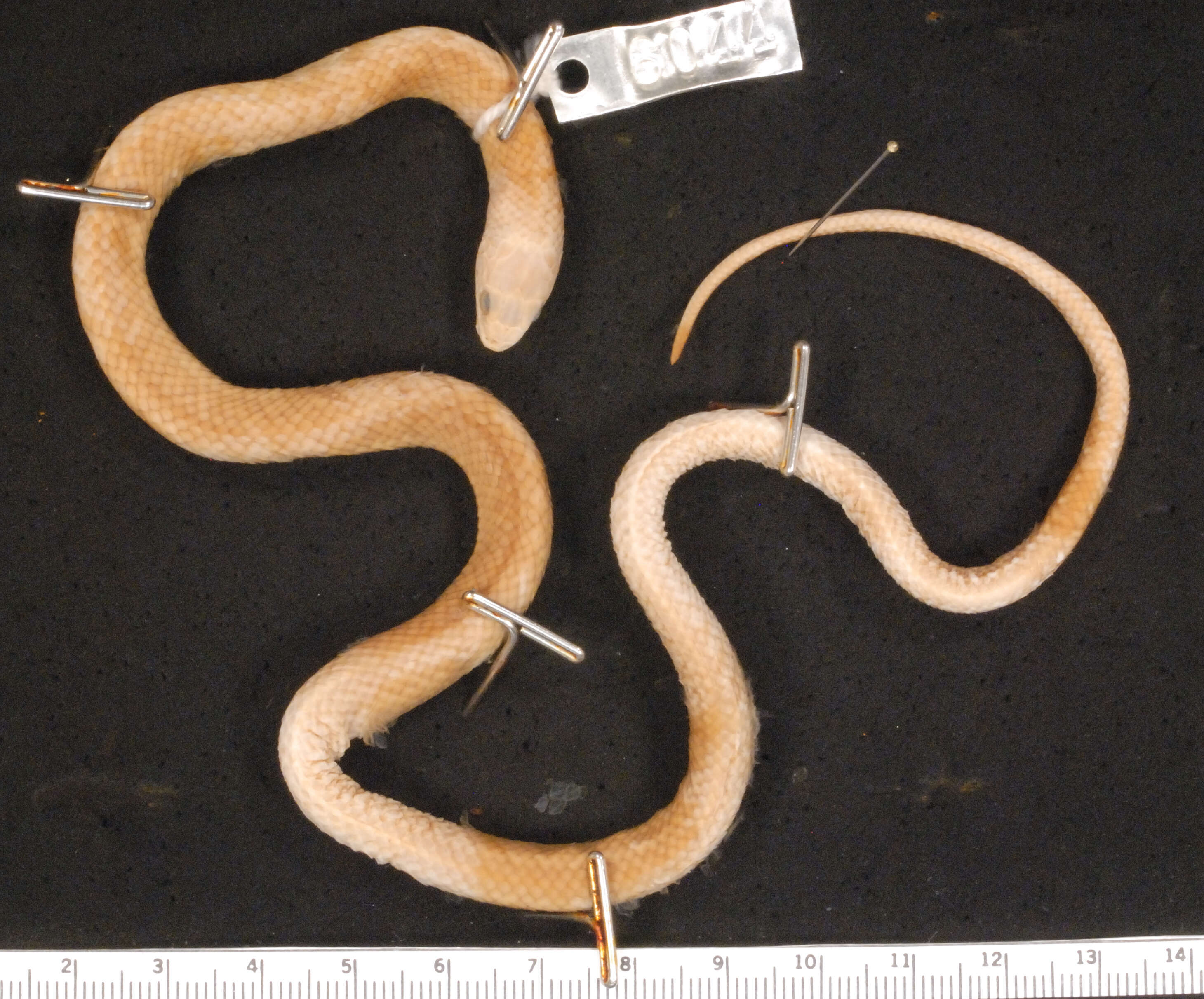 Image of Tan Ground Snake