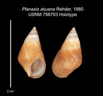 Plancia ëd <i>Planaxis akuana</i> Rehder 1980