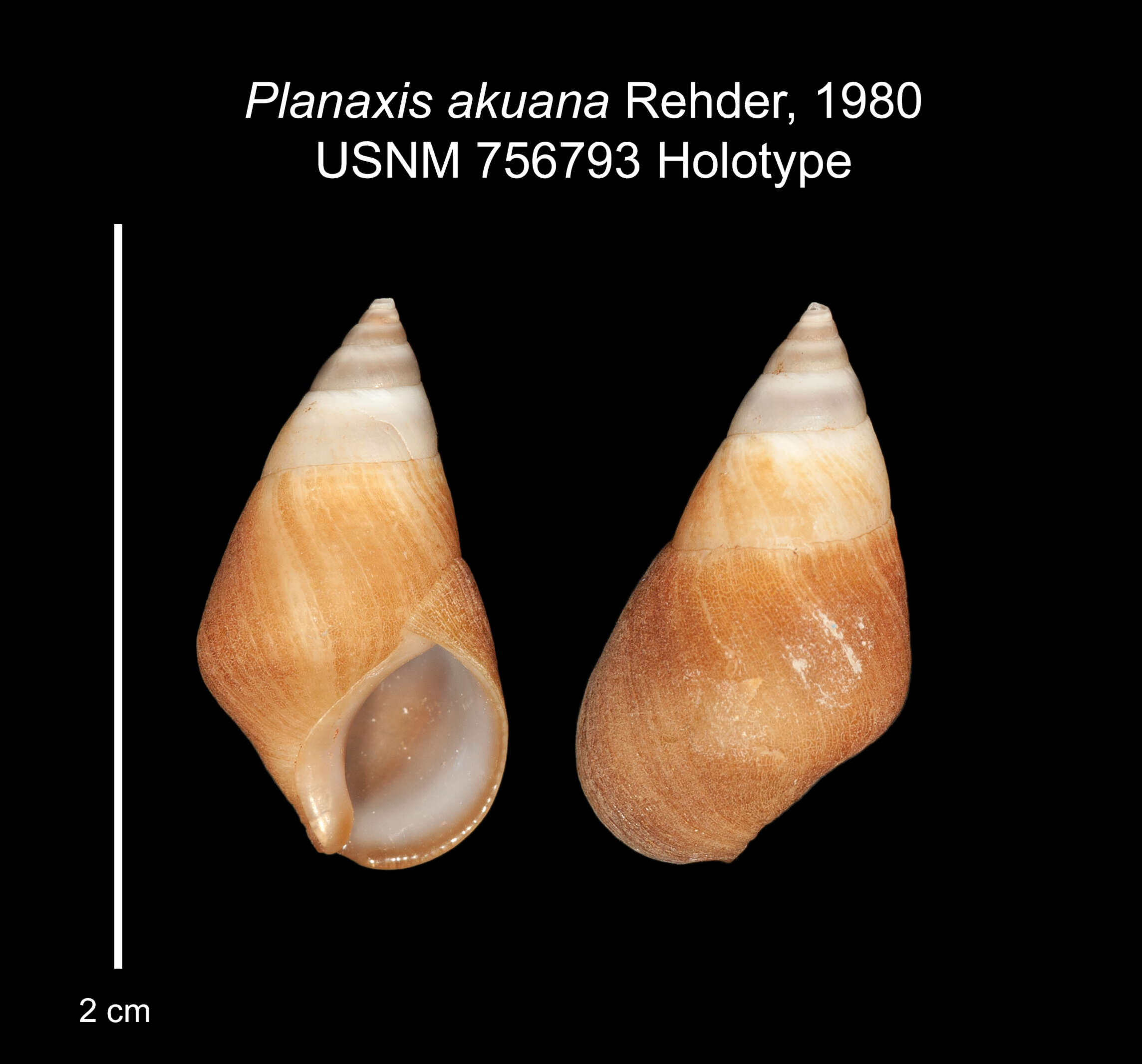 Plancia ëd <i>Planaxis akuana</i> Rehder 1980