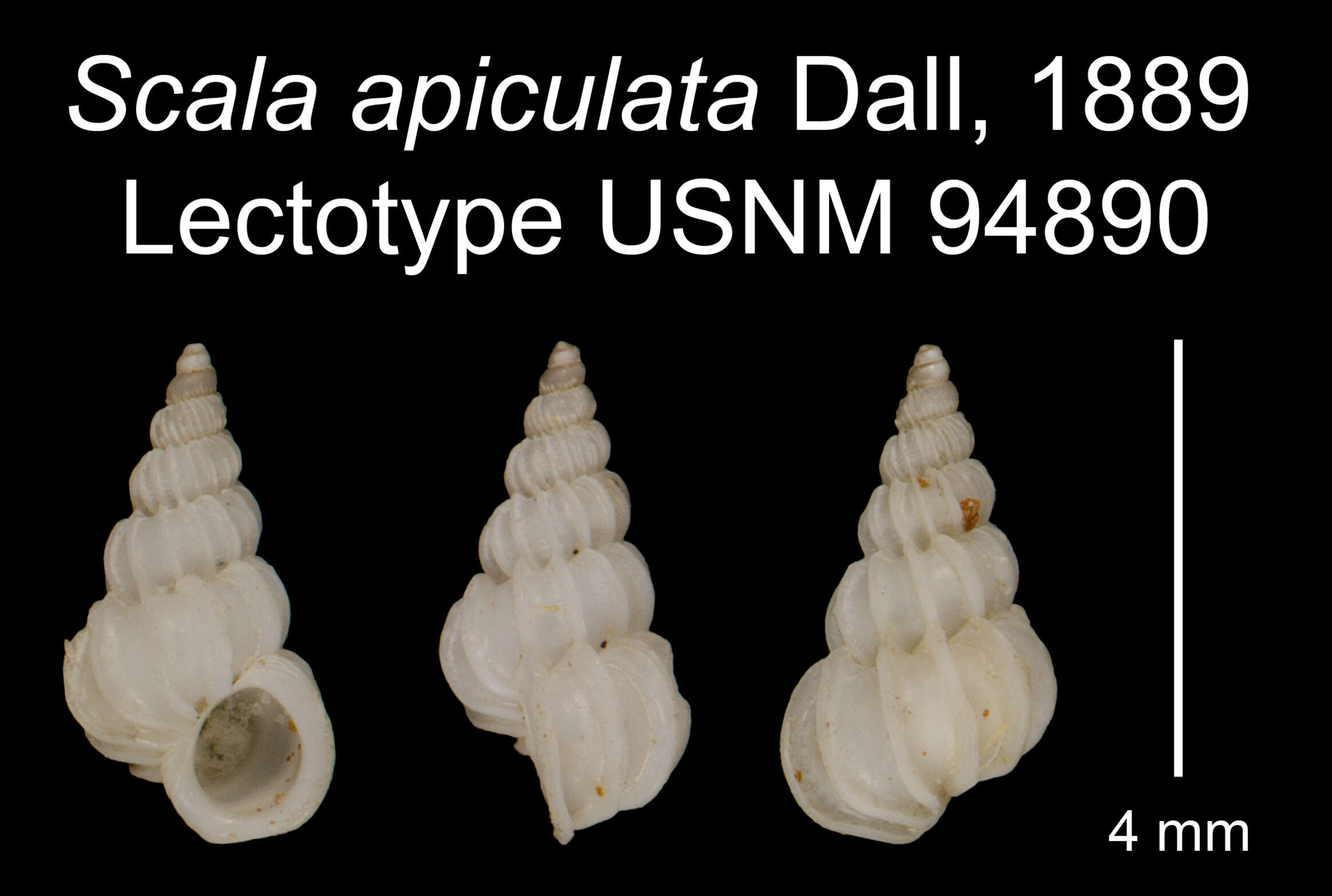 Image of Scala apiculata Dall 1889