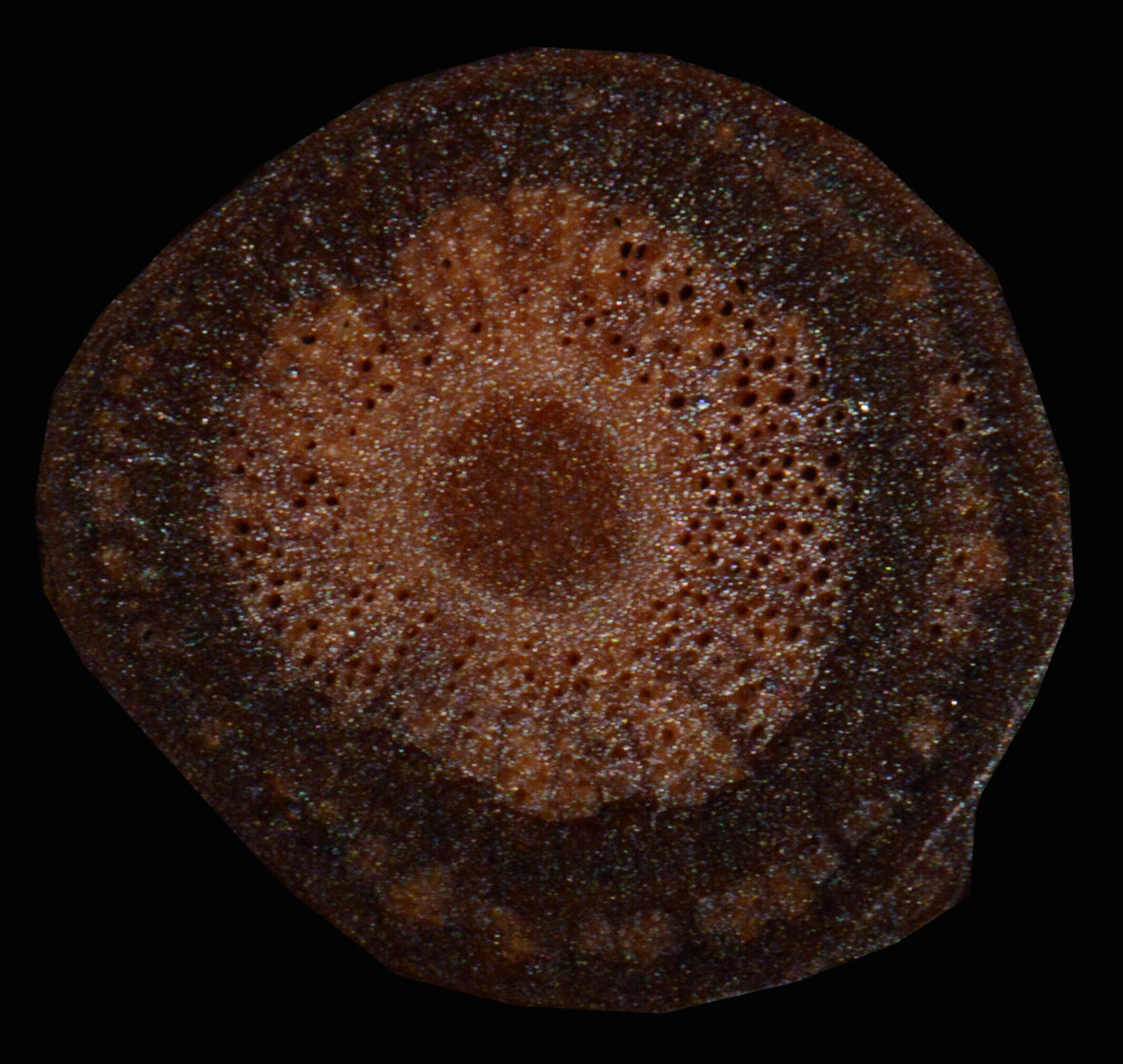 Image of Doliocarpus dentatus (Aublet) Standl.