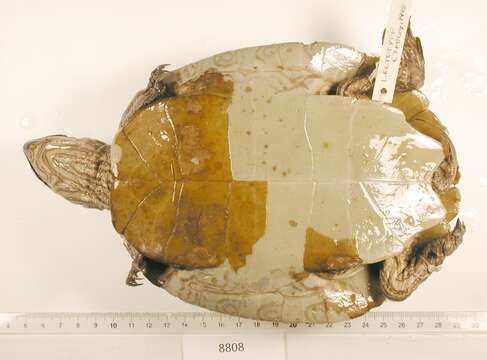 Image of Alabama Map Turtle