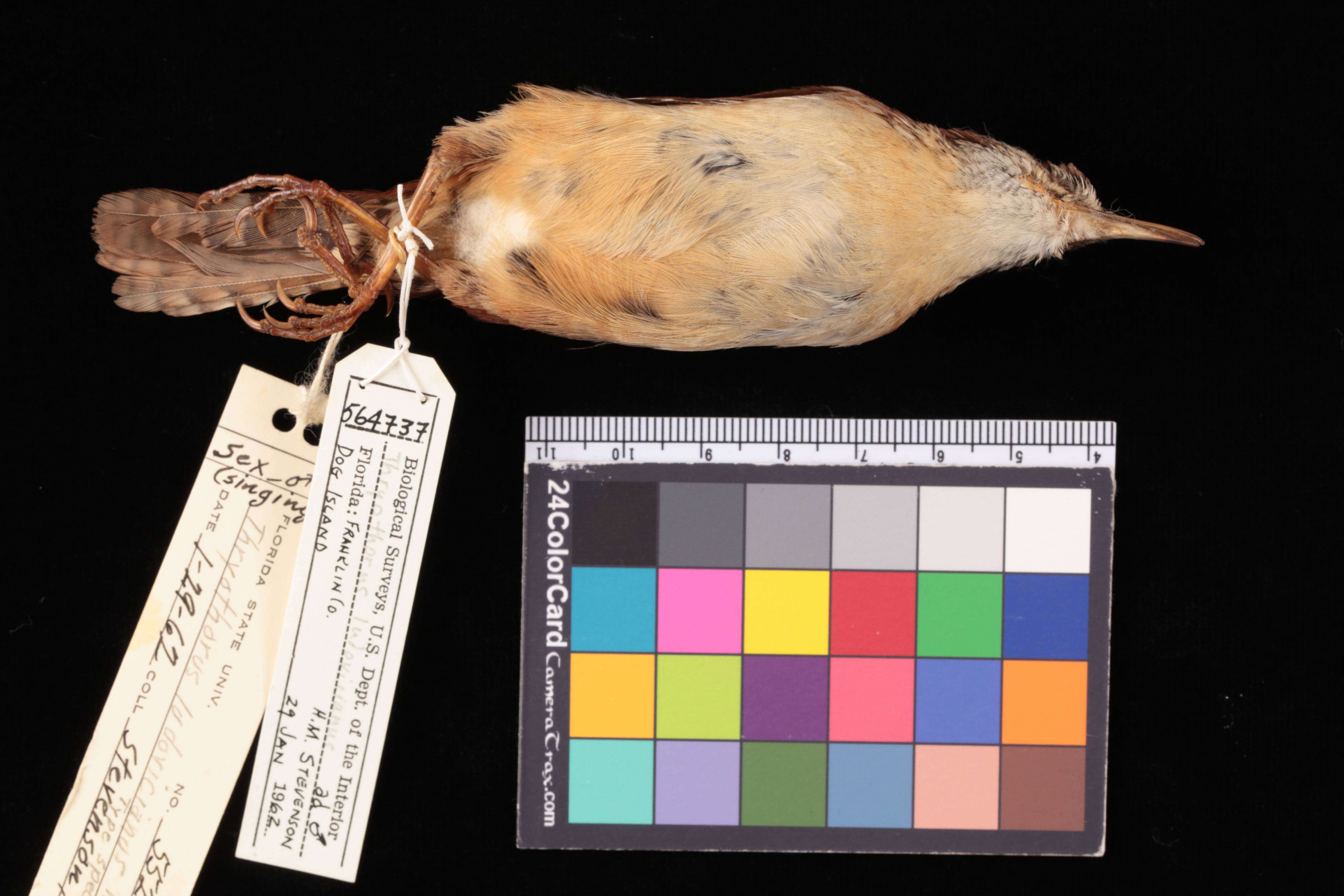 Image of Thryothorus ludovicianus nesophilus Stevenson & HM 1973