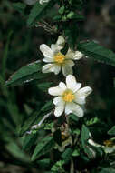 Image of common wireweed