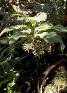 Image of Hairy Cyanea