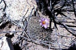 Image of Mammillaria grahamii subsp. grahamii